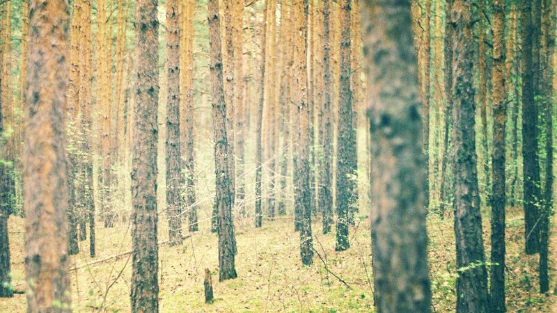 Tall Pine Trees in Forest — Brown, Serene, Spring, Photograph