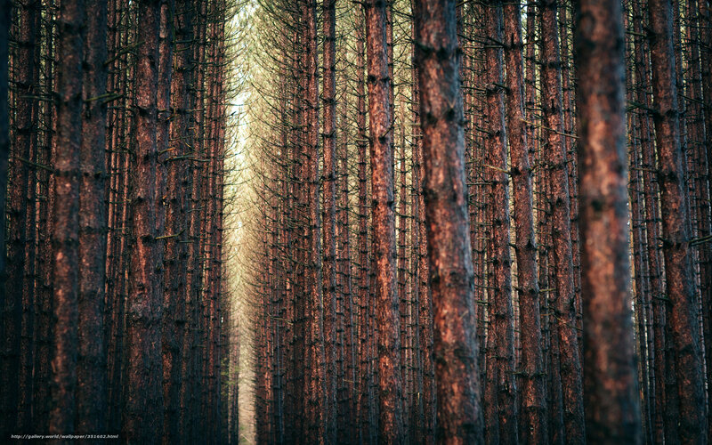 Tall Pine Trees in Forest — Brown, Serene, Sunset