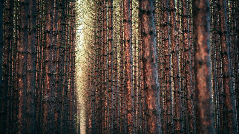 Tall Pine Trees in Forest — Brown, Serene