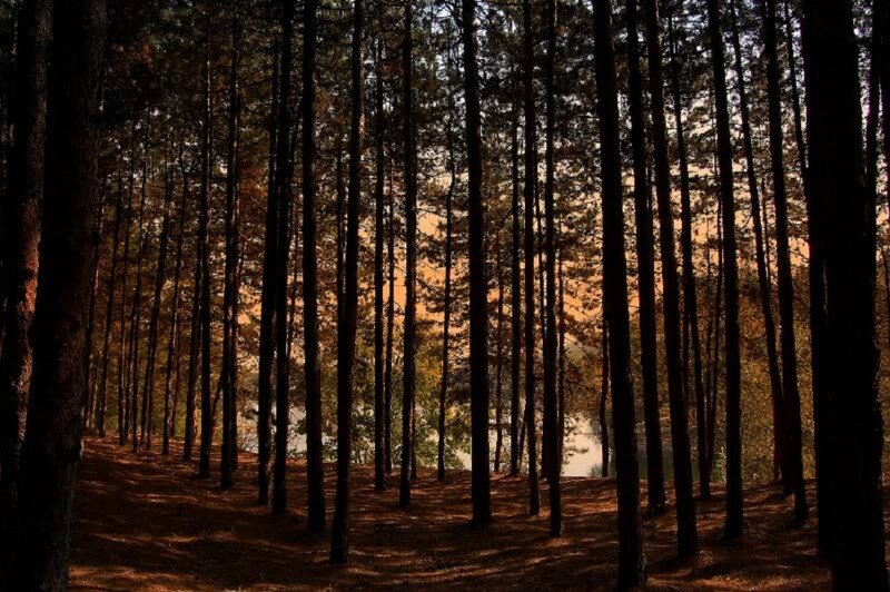 Tall Pine Trees in Forest — Brown