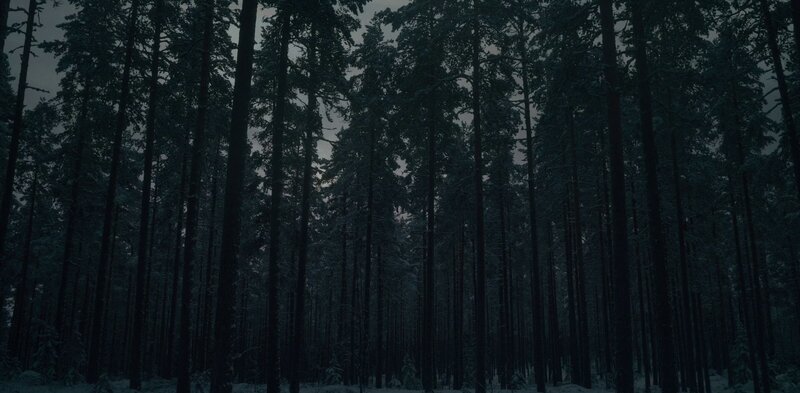 Tall Pine Trees in Forest — Dark Green