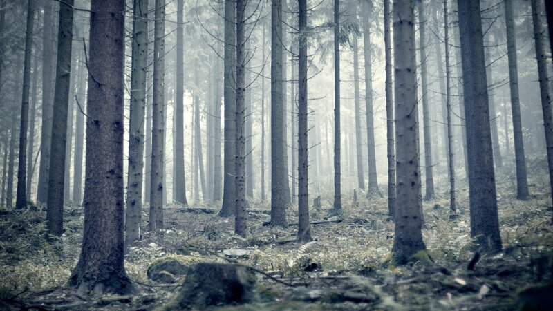 Tall Pine Trees in Forest — Gray, Misty