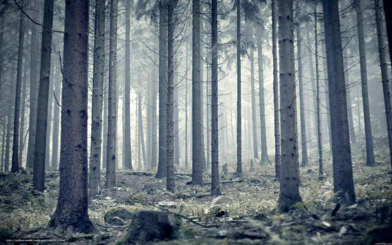 Tall Pine Trees in Forest — Gray