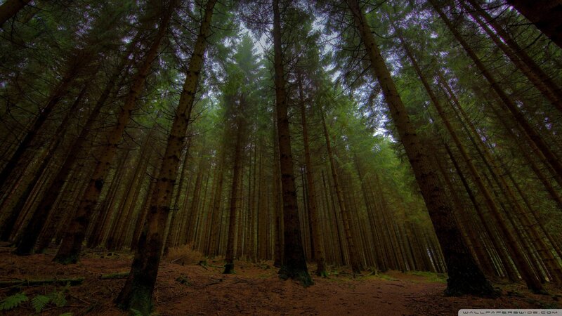 Tall Pine Trees in Forest — Green, Dark