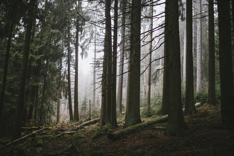 Tall Pine Trees in Forest — Green, Misty, Morning, Photograph, Moss