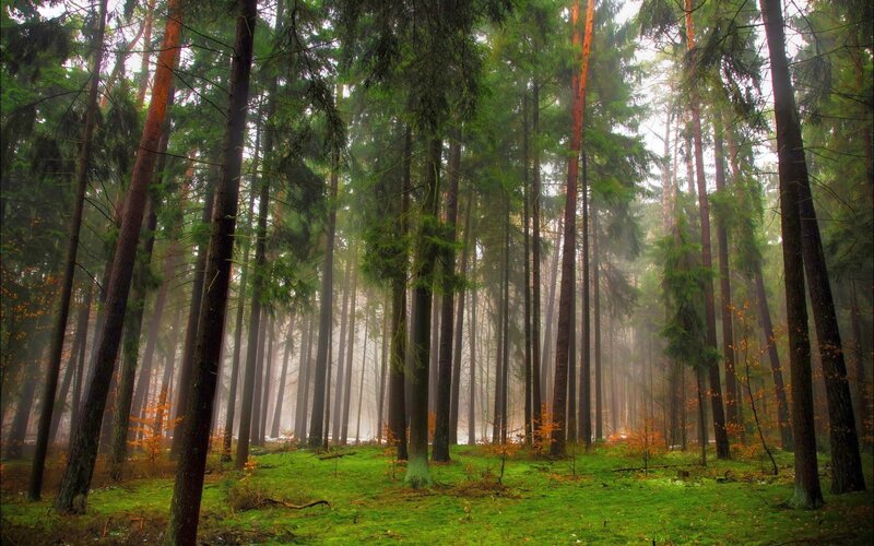 Tall Pine Trees in Forest — Green, Misty, Morning