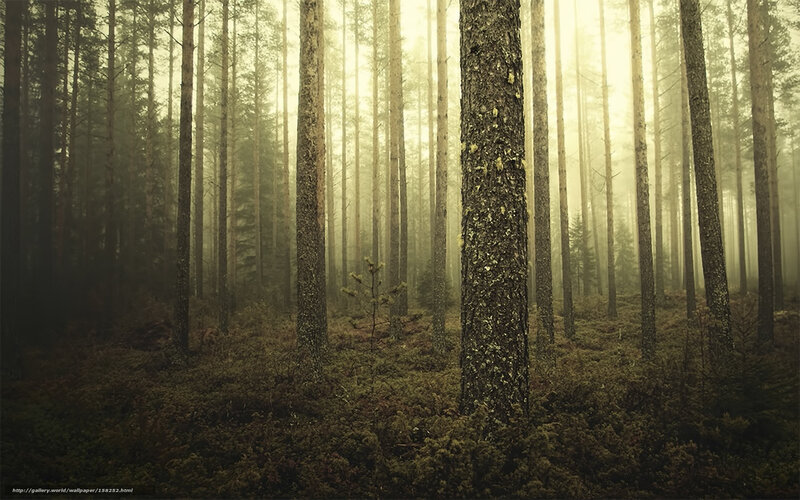 Tall Pine Trees in Forest — Green, Misty