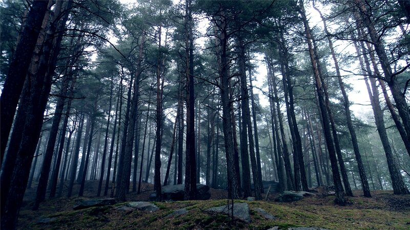 Tall Pine Trees in Forest — Green, Moody