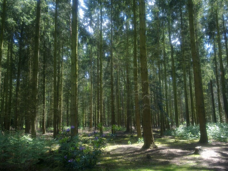 Tall Pine Trees in Forest — Green, Serene, Afternoon, Photograph, Ferns
