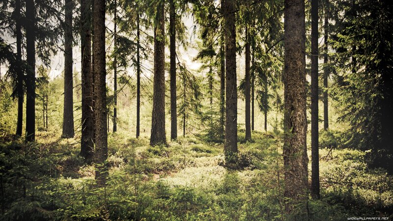 Tall Pine Trees in Forest — Green, Serene, Afternoon, Photograph, Forest Floor, Sunlight