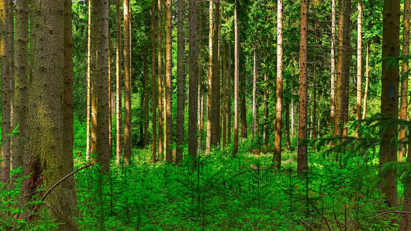 Tall Pine Trees in Forest — Green, Serene, Afternoon, Photograph, Green Undergrowth