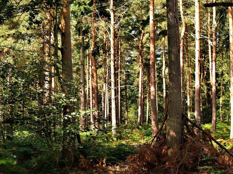 Tall Pine Trees in Forest — Green, Serene, Afternoon
