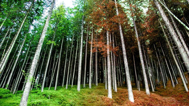Tall Pine Trees in Forest — Green, Serene, Autumn