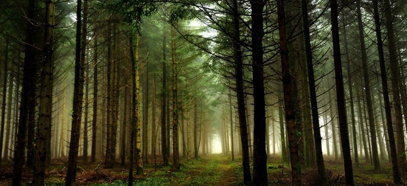 Tall Pine Trees in Forest — Green, Serene, Morning, Photograph, Fog, Path