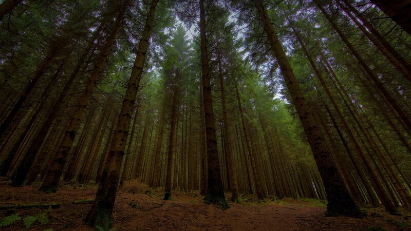 Tall Pine Trees in Forest — Green, Serene, Morning, Photograph, Forest Floor, Sky