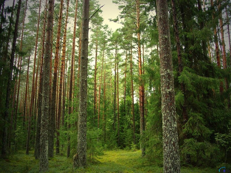 Tall Pine Trees in Forest — Green, Serene, Morning, Photograph, Forest Floor