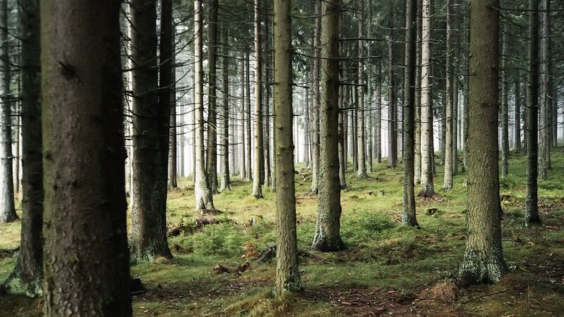 Tall Pine Trees in Forest — Green, Serene, Morning, Photograph, Grass, Moss