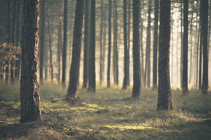 Tall Pine Trees in Forest — Green, Serene, Morning, Photograph, Grass, Sunlight, Brown