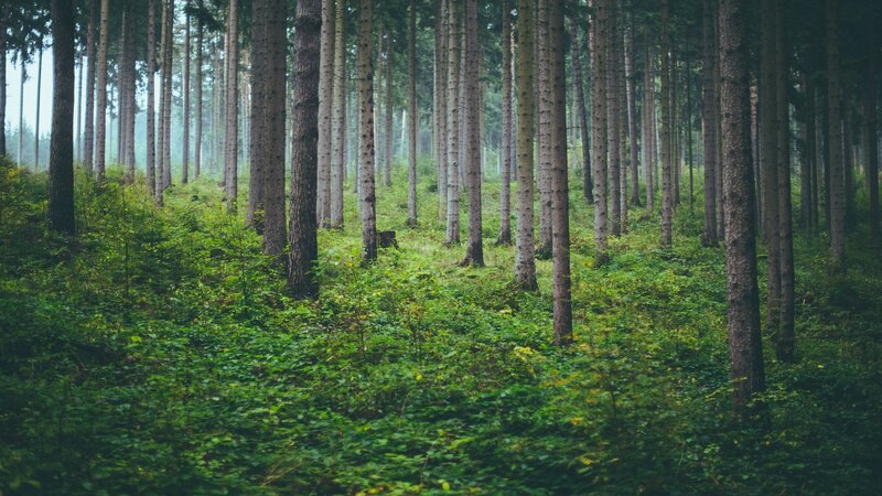 Tall Pine Trees in Forest — Green, Serene, Morning, Photograph, Green Undergrowth
