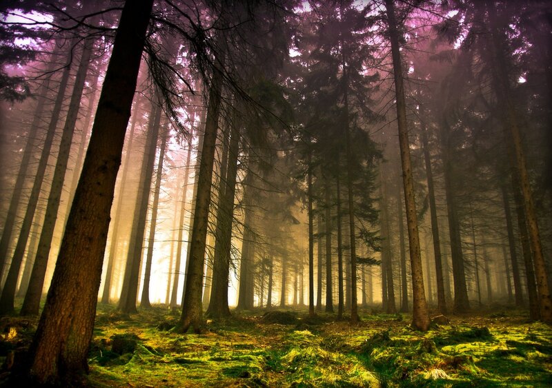 Tall Pine Trees in Forest — Green, Serene, Morning, Photograph, Moss, Fog