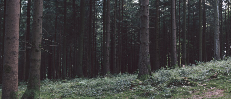 Tall Pine Trees in Forest — Green, Serene, Morning, Photograph, Moss, Forest Floor
