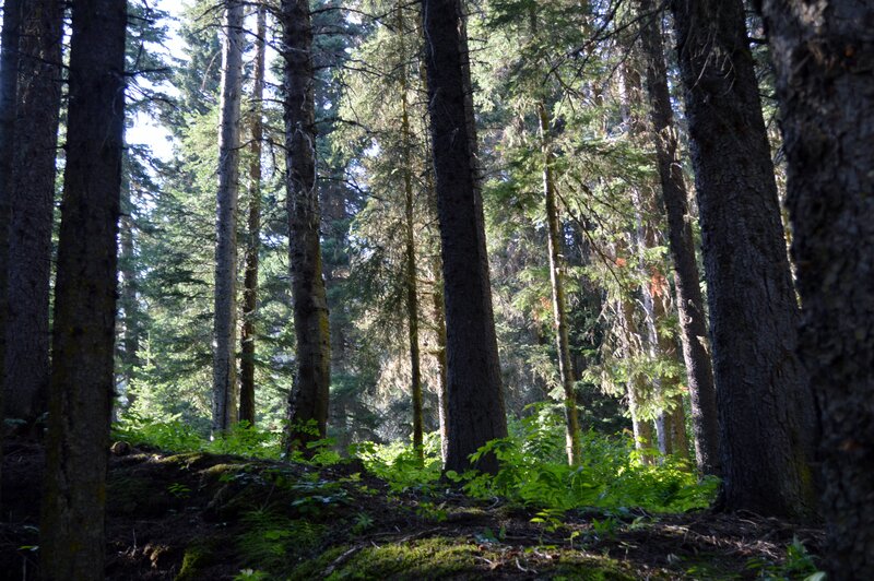 Tall Pine Trees in Forest — Green, Serene, Morning, Photograph, Moss