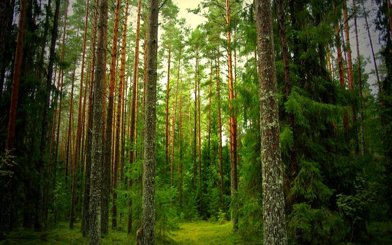 Tall Pine Trees in Forest — Green, Serene, Morning, Photograph