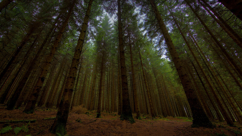 Tall Pine Trees in Forest — Green, Serene, Morning