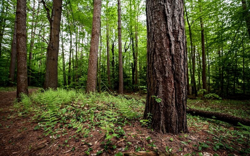 Tall Pine Trees in Forest — Green, Serene, Summer