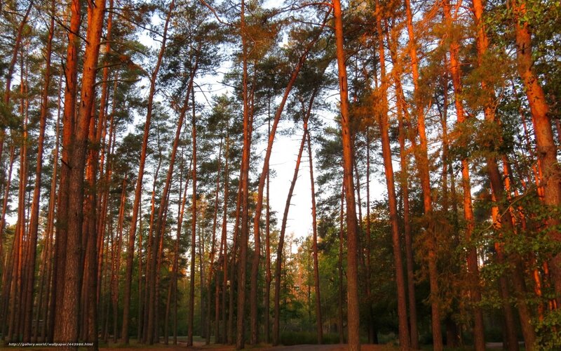 Tall Pine Trees in Forest — Green, Serene, Sunset
