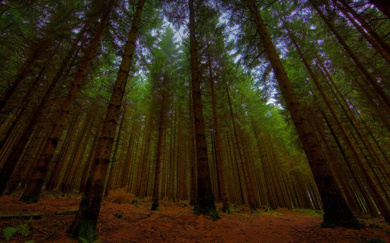 Tall Pine Trees in Forest — Green