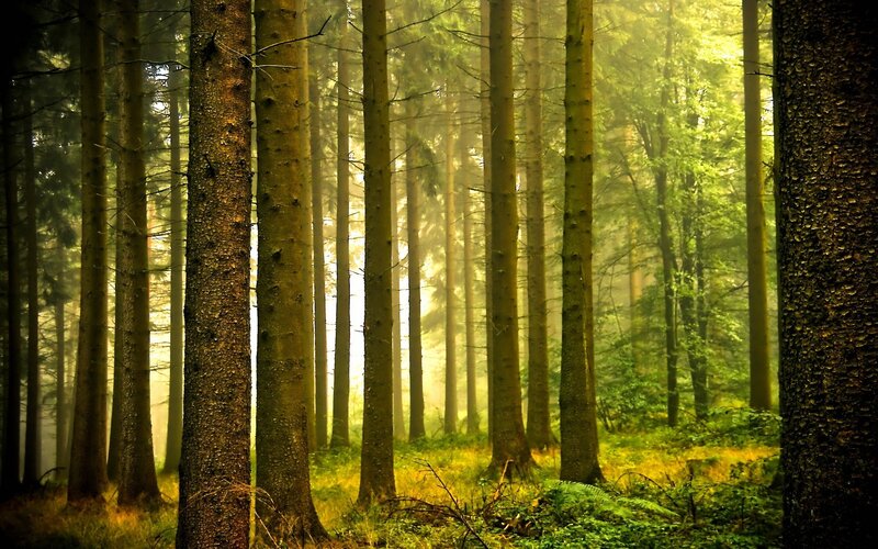 Tall Pine Trees in Forest — Morning