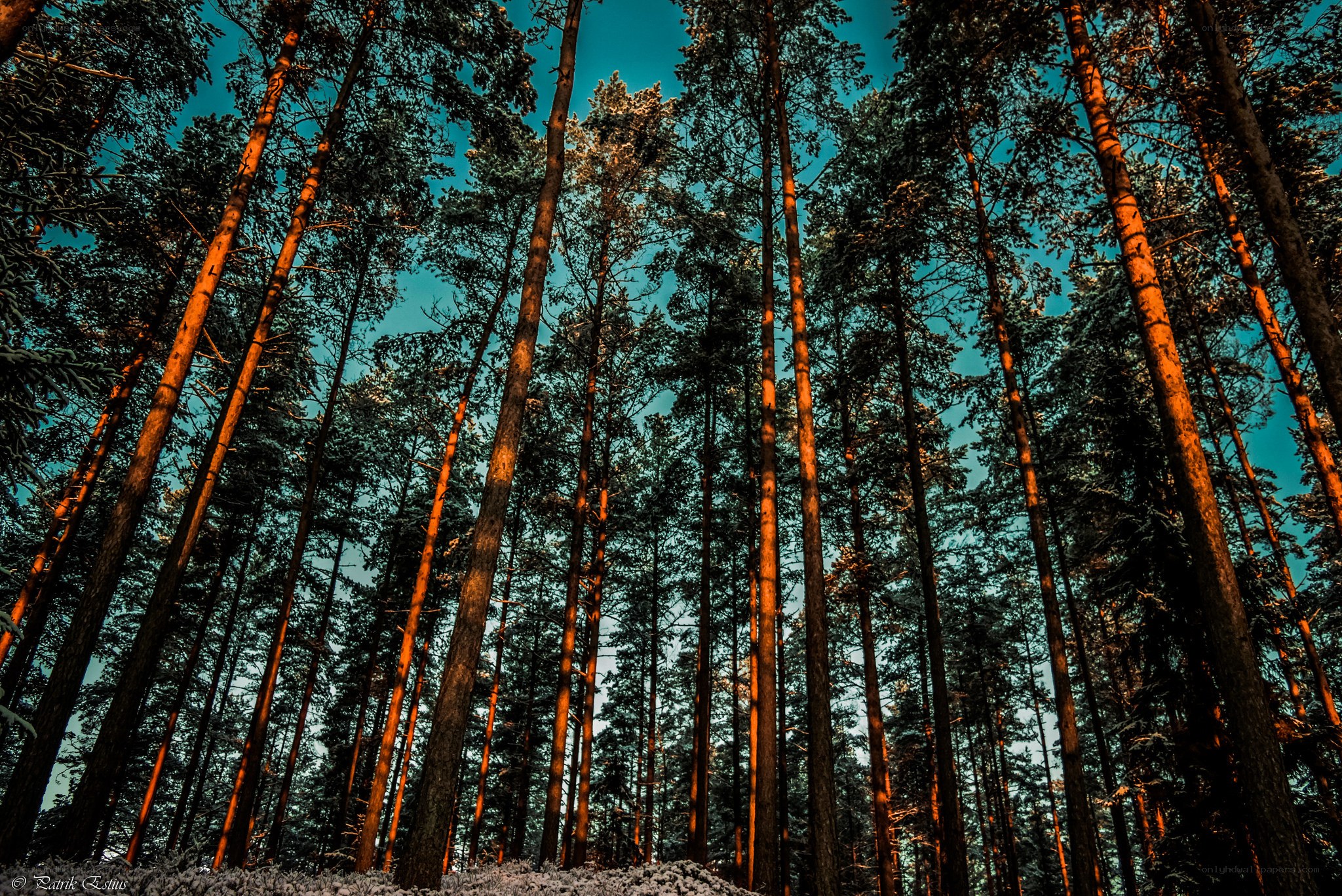 Tall pine trees in forest