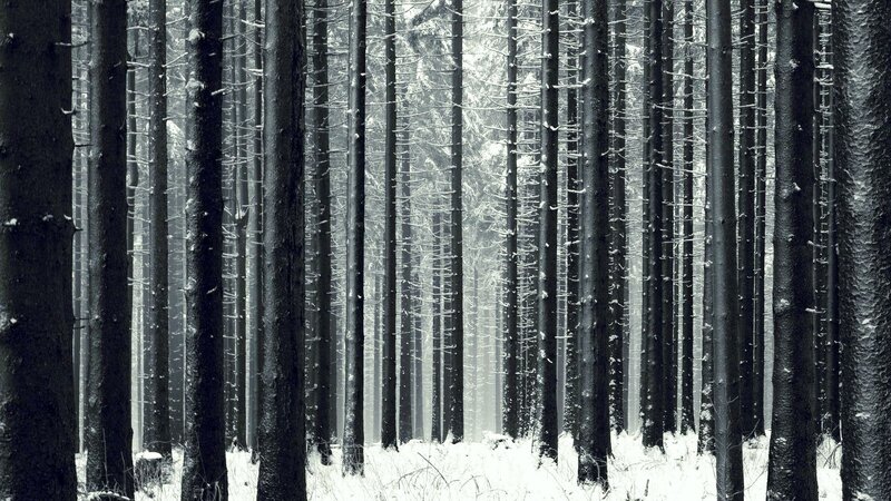 Tall Pine Trees in Snow — Black