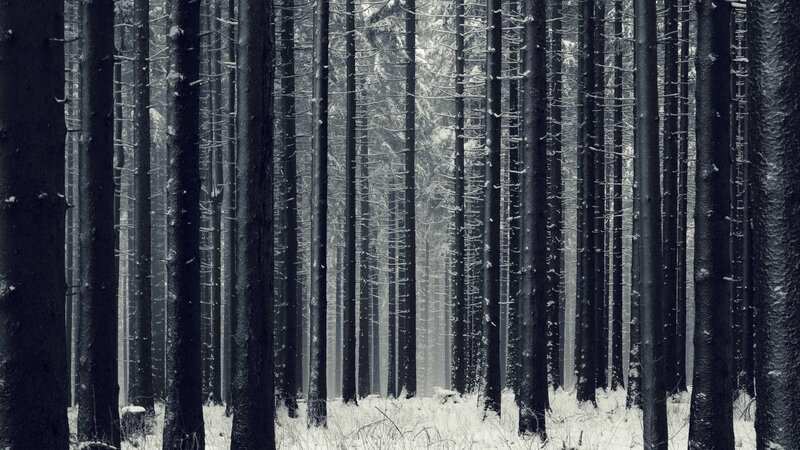 Tall Pine Trees in Snow