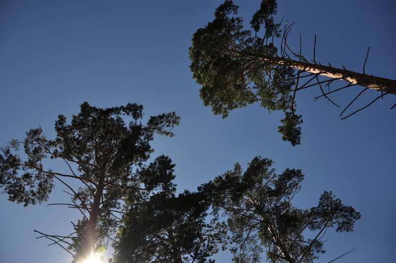 Tall Pine Trees