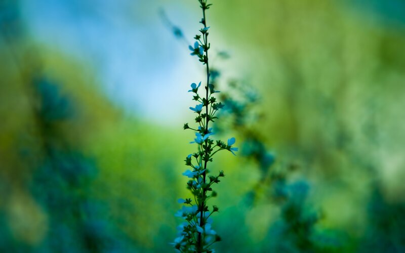 Tall Plant with Small Flowers