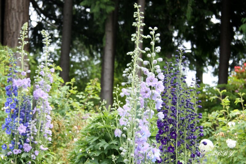 Tall Purple Flowers