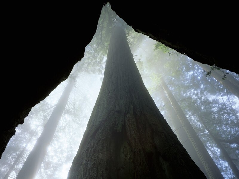 Tall Redwood Tree — Green, Misty