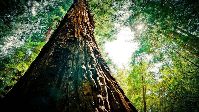 Tall Redwood Tree — Green, Serene