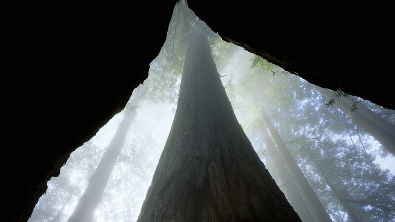 Tall Redwood Tree — Green
