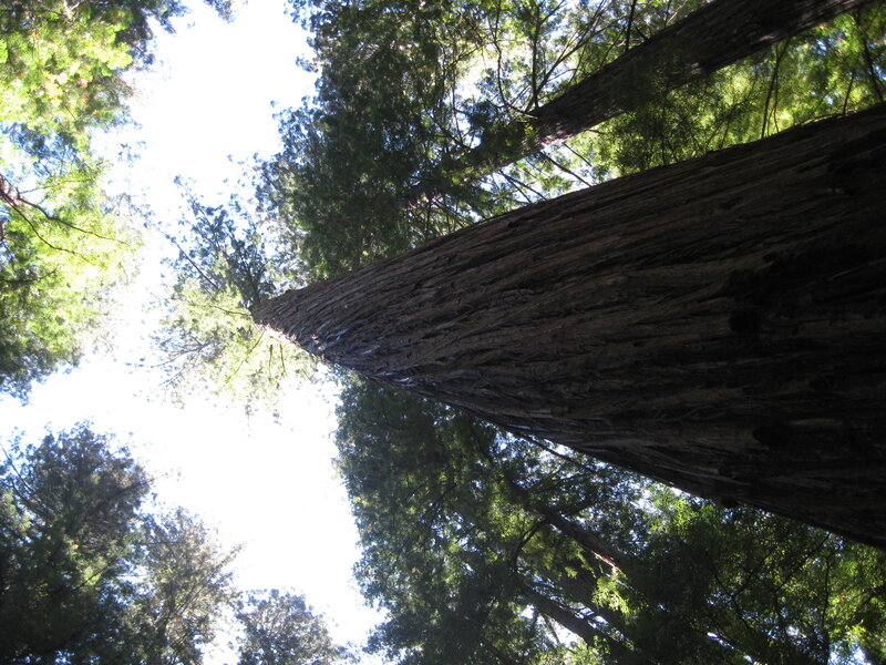 tall redwood tree