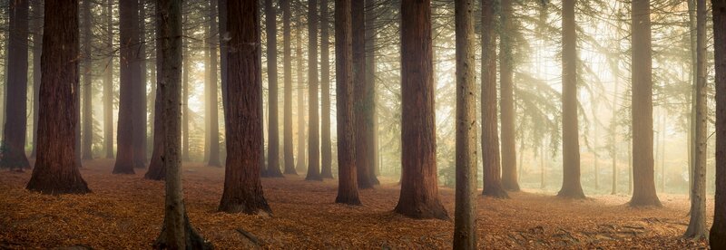 Tall Redwood Trees — Brown, Serene