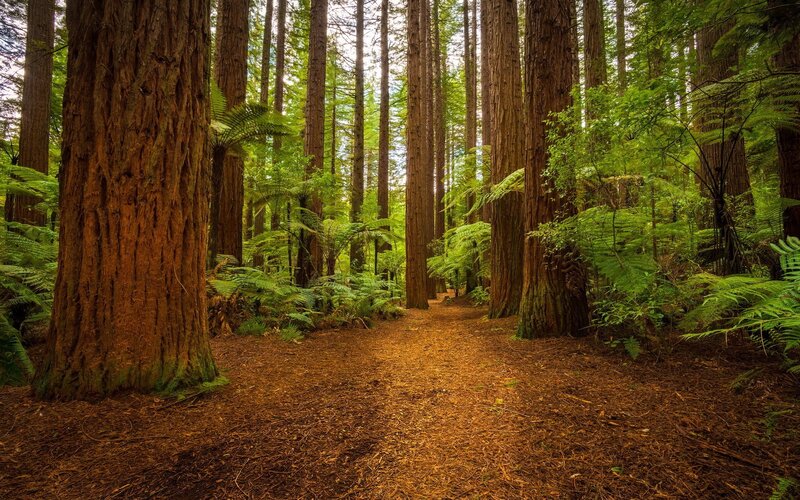 Tall Redwood Trees — Brown