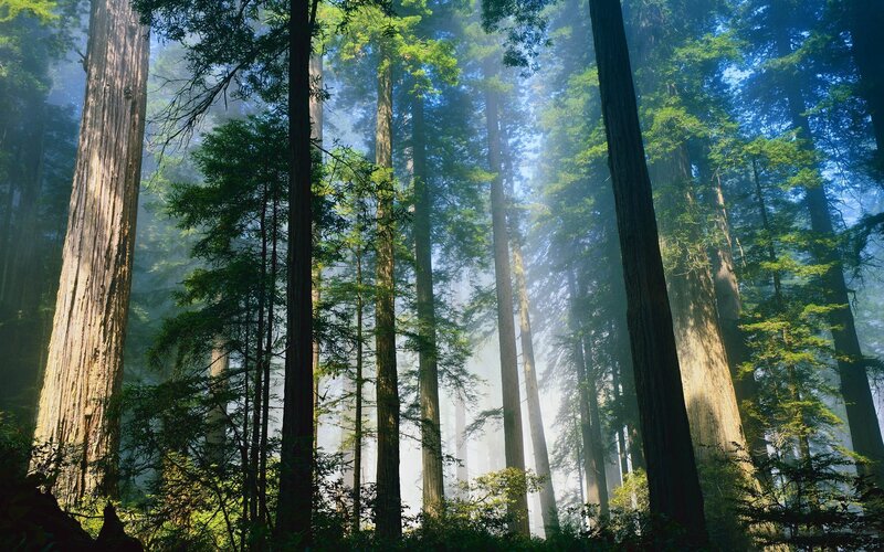 Tall Redwood Trees — Green, Forest