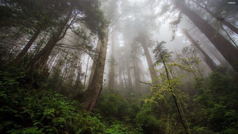 Tall Redwood Trees — Green, Misty, Morning, Photograph, Fog, Forest