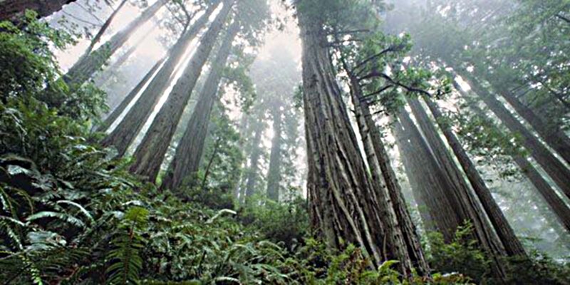 Tall Redwood Trees — Green, Misty, Morning
