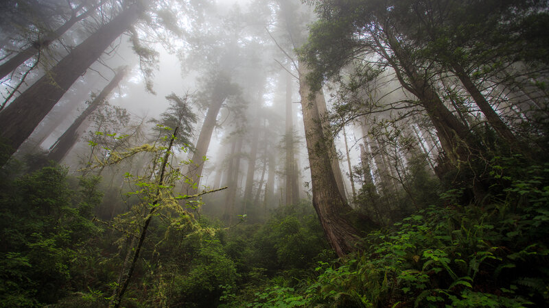Tall Redwood Trees — Green, Misty