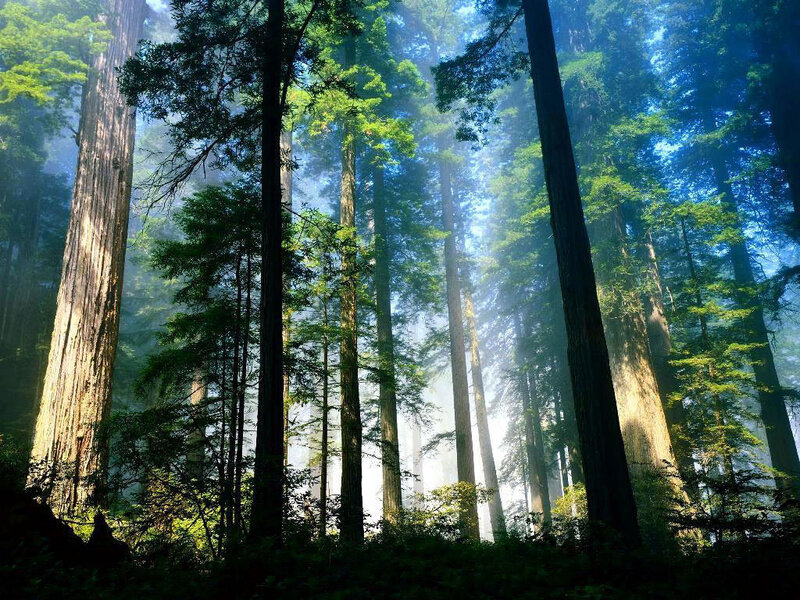 Tall Redwood Trees — Green, Morning