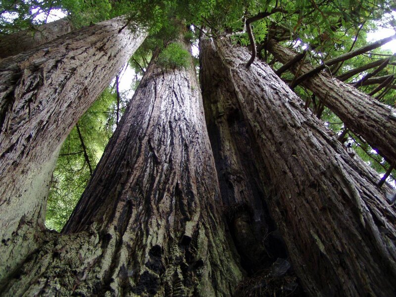 Tall Redwood Trees — Green, Serene, Afternoon, Photograph, Forest, Sky, Brown, Gray